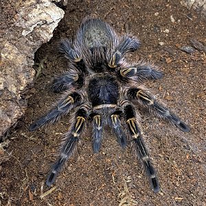 Grammostola pulchripes