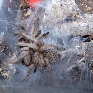 Freshly molted female Harpactira dictator