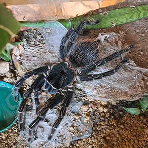 0.1 (MF) Lasiodora parahybana