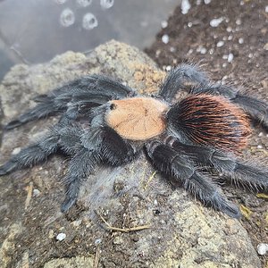 Freshly molted B. Albiceps