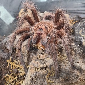 6" P. Cancerides female with a meal