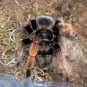 Brachypelma klaasi