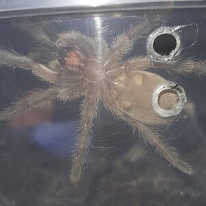 2inch M.balfouri