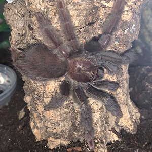 Psalmopoeus sp. black young adult female