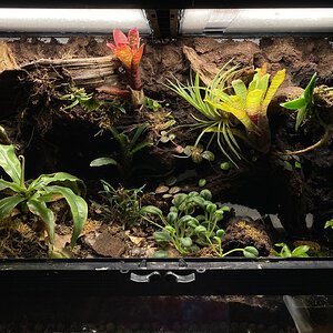 Geosesarma Orchidarium/Paludarium (~6mo update)