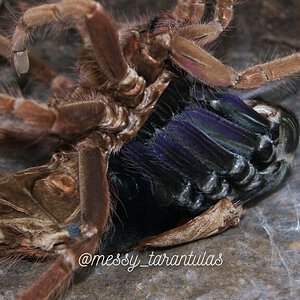 0.1 Pamphobeteus insignis (Colombia) AF Moulting