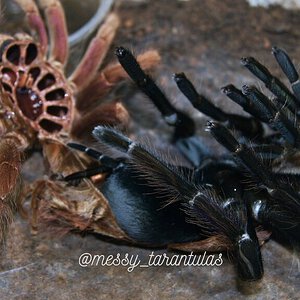 0.1 Pamphobeteus insignis (Colombia) AF Moulting