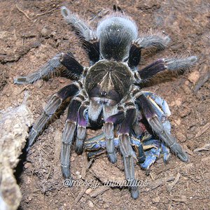 0.1 Pamphobeteus insignis (Colombia) AF feeding on a wet moult Ornithoctoninae sp. vietnam silver AF