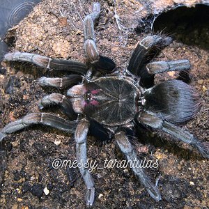 0.1 Pamphobeteus ornatus AF freshly moulted