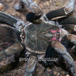 0.1 Pamphobeteus ornatus AF freshly moulted