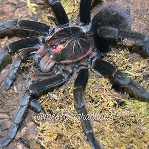 1.0 Pamphobeteus ornatus SAM freshly moulted