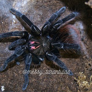 0.1 Pamphobeteus aff. nigricolor II AF freshly moulted