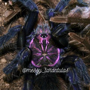 1.0 Pamphobeteus aff. nigricolor II MM freshly moulted