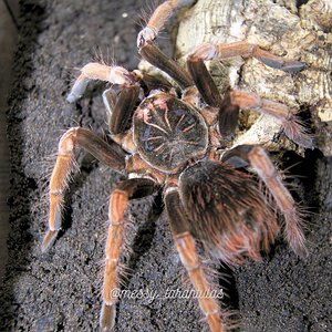 0.1 Pamphobeteus sp. Solaris SAF