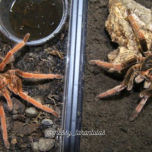 1.1 Pamphobeteus sp. Solaris SAM + SAF