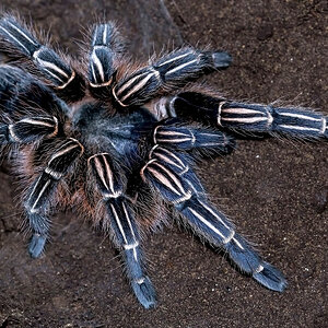 Aphonopelma seemanni