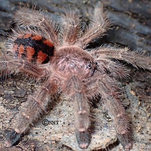 0.1 Avicularia minatrix - 2.25" DLS