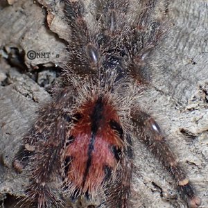 0.1 Avicularia rufa - 2" DLS