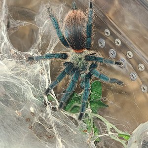 D. Diamentinensis 3" female