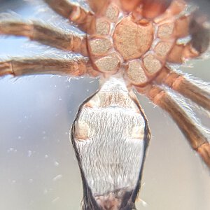 Grammostola pulchra 2"