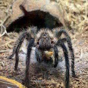 Grammostola grossa