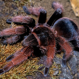 Brachypelma klaasi