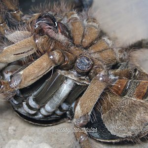 0.1 Theraphosa blondi regenerating a lost leg