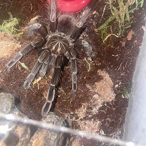 Pamphobeteus sp. platyomma revealing himself after a nice meal