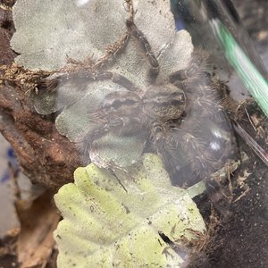 Poecilotheria vittata juvie ~3in