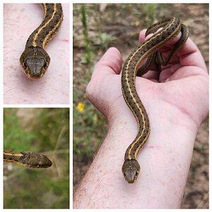 Thamnophis elegans