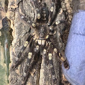 Poecilotheria subfusca "lowland"