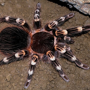 Acanthoscurria geniculata