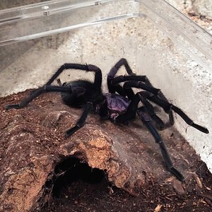 MM Phormictopus sp. Dominican purple