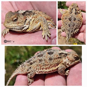 Phrynosoma hernandesi - Mountain Short-horned Lizard