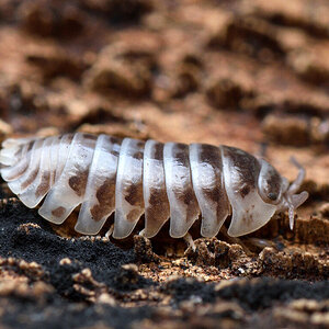 Armadillidium maculatum