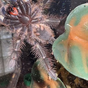 Poecilothera Rufilata