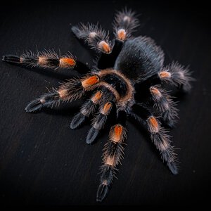 Brachypelma smithi juvi female