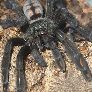 P. irminia