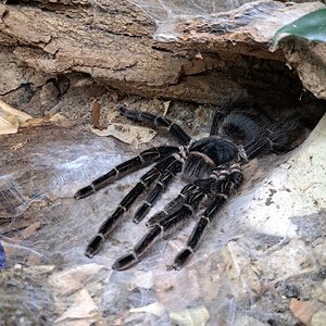 0.1 (MF) Lasiodora parahybana