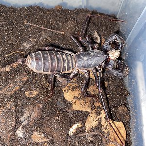 Chow Time! Mastigoproctus tohono