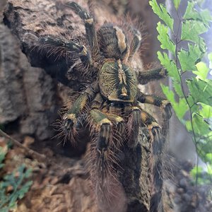 0.1 Poecilotheria ornata