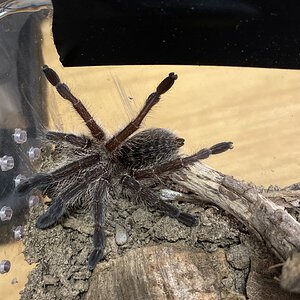 0.1 Harpactira namaquensis