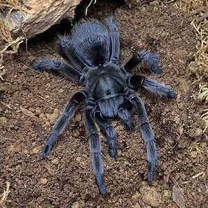 Aphonopelma species "Michoacán"