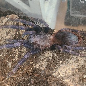 L. sazimai post-molt stretch