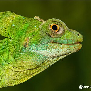 Green basilisk