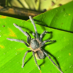 NW Mature Male Dwarf genus/sp