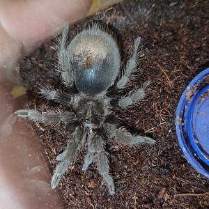 Black Noir (♂ Grammostola pulchra 2inch")