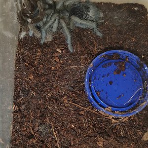 Black Noir (♂ Grammostola pulchra )