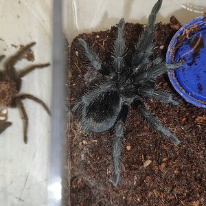 molt comparison