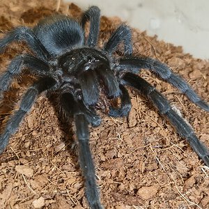 Black Noir (♂ Grammostola pulchra )